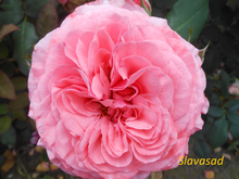 La Rose de Molinard (Ла Роза Де Молінар) (Мультифлора)